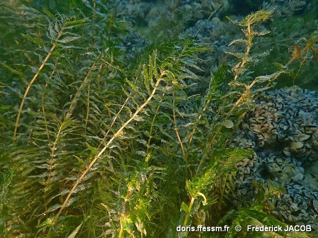 groenlandia_densa-fjacob-10