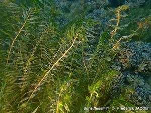 groenlandia_densa-fjacob-10