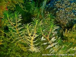 groenlandia_densa-fjacob-20