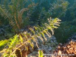 groenlandia_densa-fjacob-30