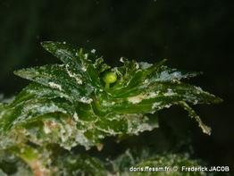 groenlandia_densa-fjacob-40