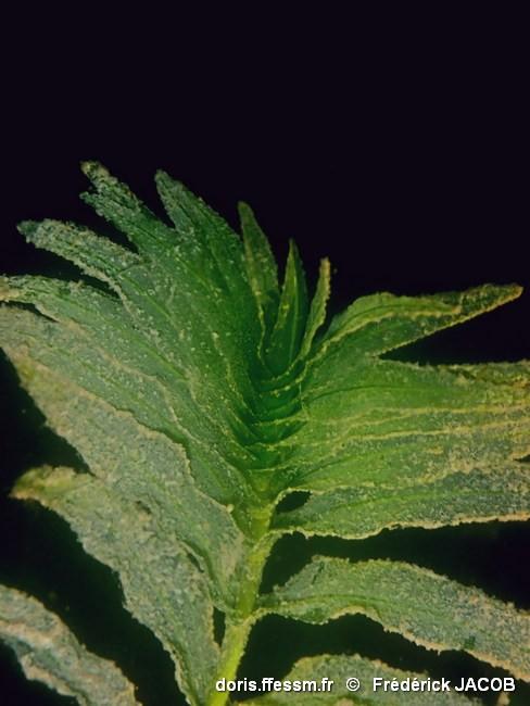 groenlandia_densa-fjacob-50