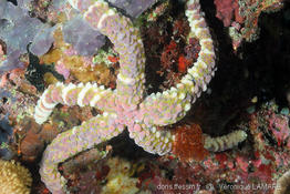 echinaster_callosus-vl1