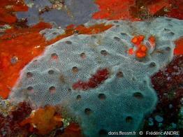 diplosoma_spongiforme-fa4