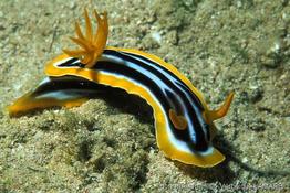 chromodoris_quadricolor-vl2