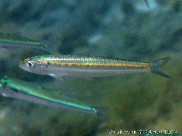 Sardina pilchardus (sardine)