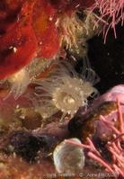 epizoanthus_paxii_ap2
