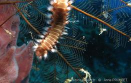 hermodice_carunculata-apr12