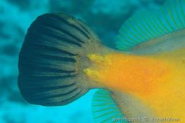 Cantherhines_macrocerus_vm1