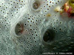 diplosoma_spongiforme-fa8
