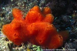 aplidium_pseudolobatum-vl1