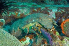 scyllarides_aequinoctialis-vl1