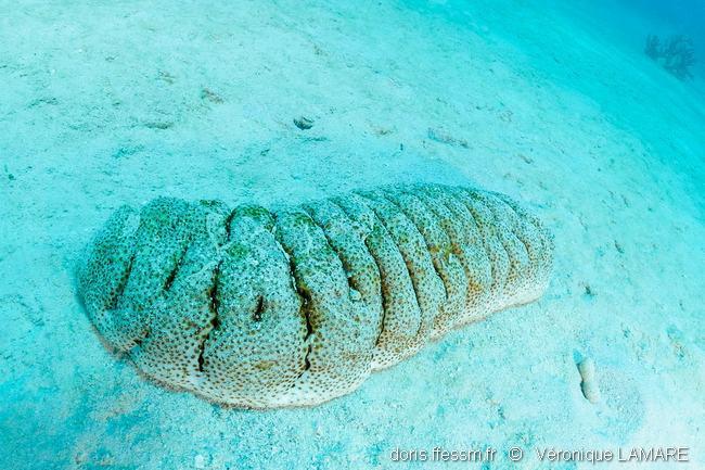 holothuria_fuscopunctata-vl1