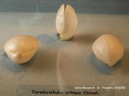 gryphus_vitreus-fa1