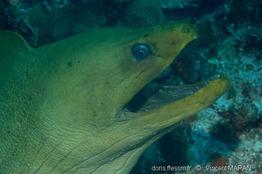 gymnothorax_funebris-9