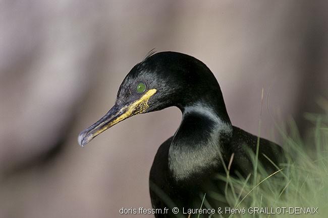 gulosus_aristotelis-3