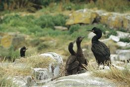 gulosus_aristotelis-6