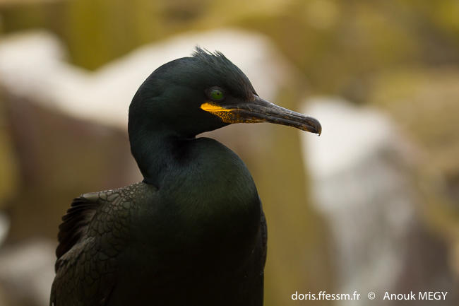 gulosus_aristotelis-am2