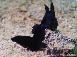 Gymnodoris_boussionae-lubo002