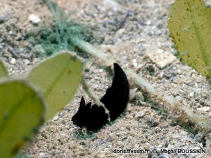 Gymnodoris_boussionae-mabo001