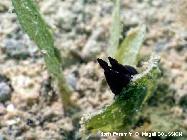 Gymnodoris_boussionae-mabo002