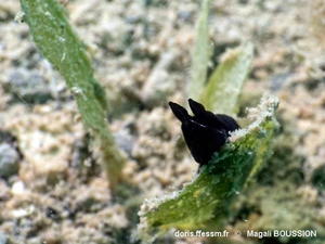 Gymnodoris_boussionae-mabo002