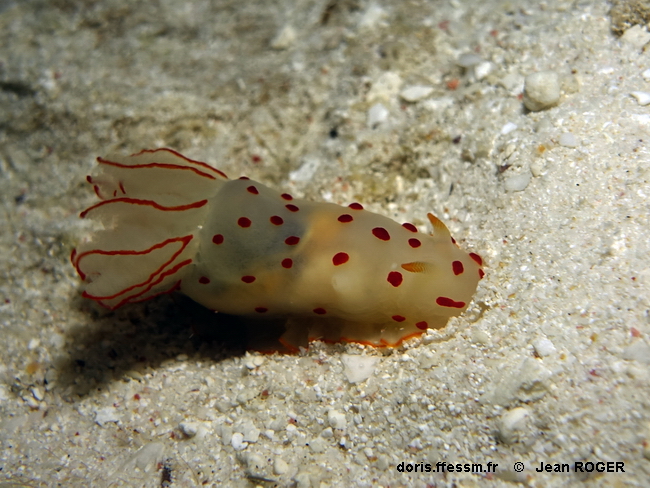 Gymnodoris de Ceylan