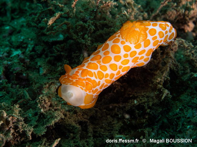 Gymnodoris_impudica-mabo24