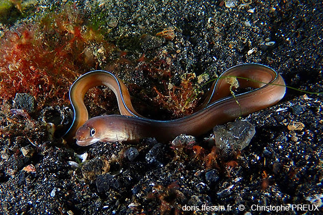 Gymnothorax_albimarginatus-cp2