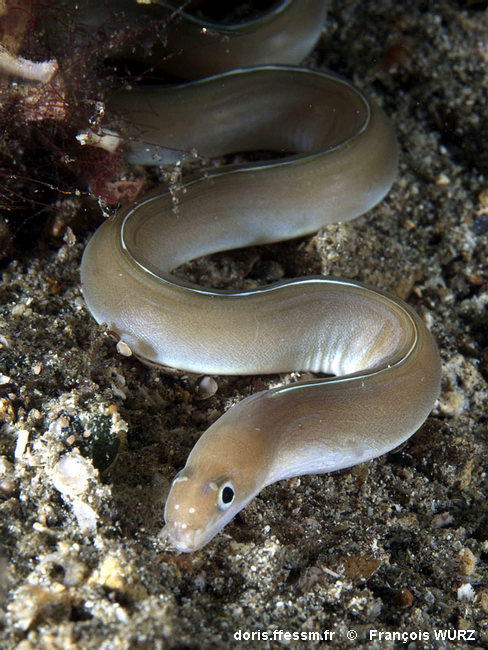 Gymnothorax_albimarginatus-fw1