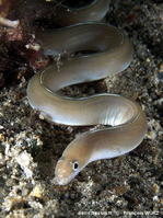 Gymnothorax_albimarginatus-fw1