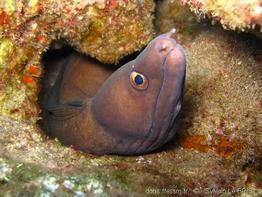 gymnothorax_vicinus_slb1