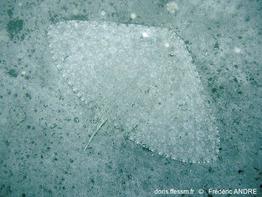 gymnura_altavela-fa38