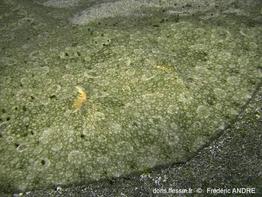 gymnura_altavela-fa4bc