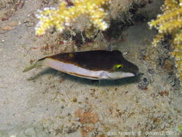 canthigaster_smithae-slb2