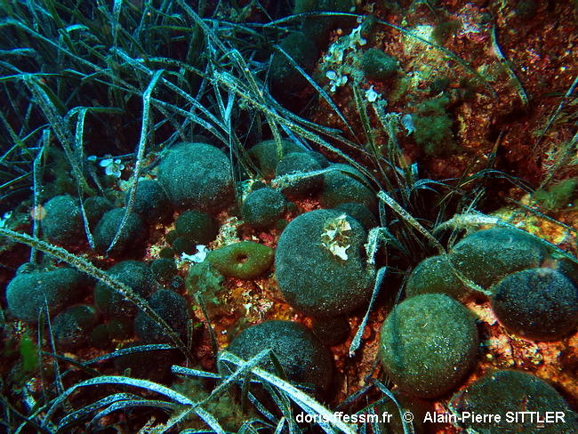 Habitats_Algues_infralittorales-apsi021