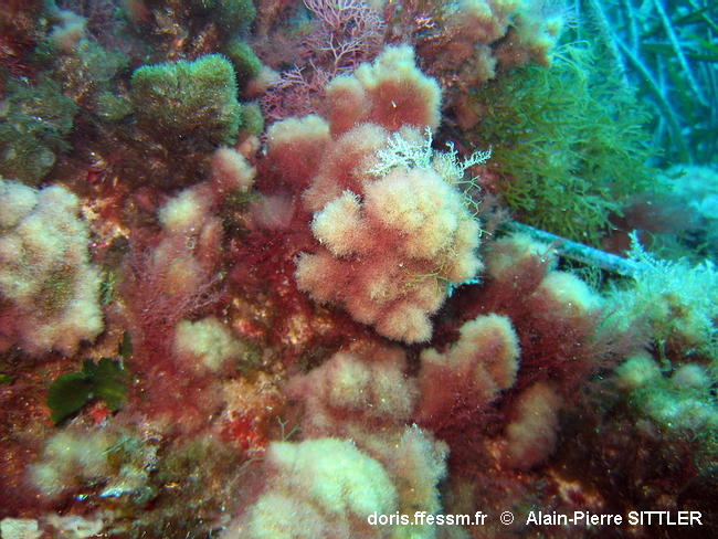 Habitats_Algues_infralittorales-apsi031