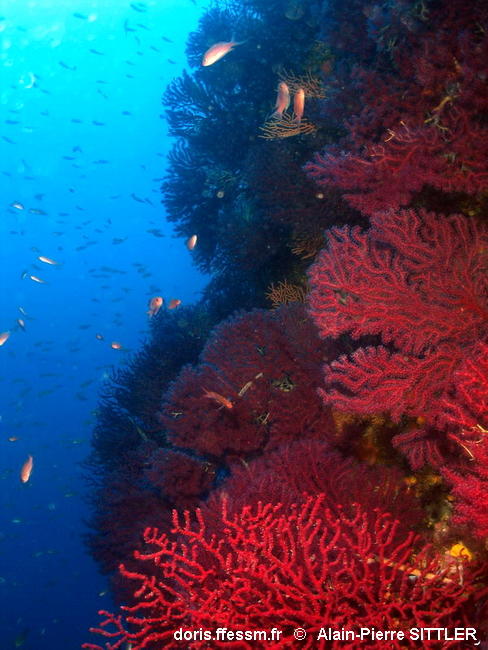 Habitats_coralligène-apsi010