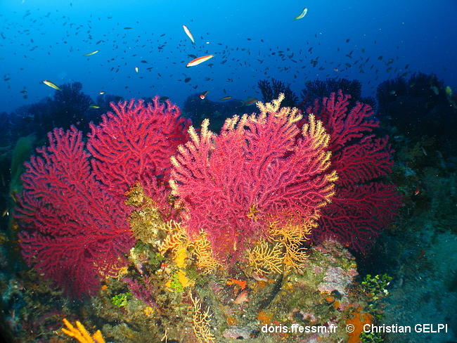 Habitats_Coralligène de plateau-chge010