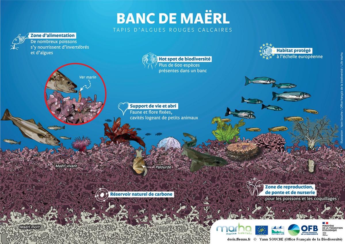 Habitats_Fonctionnalités_écosystèmes_bancs_de_maërl-OFBSouche901