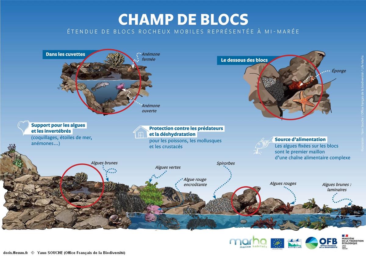 Habitats_Fonctionnalités_écosystèmes_roches_supra_et_médiolittorales-OFBSouche901