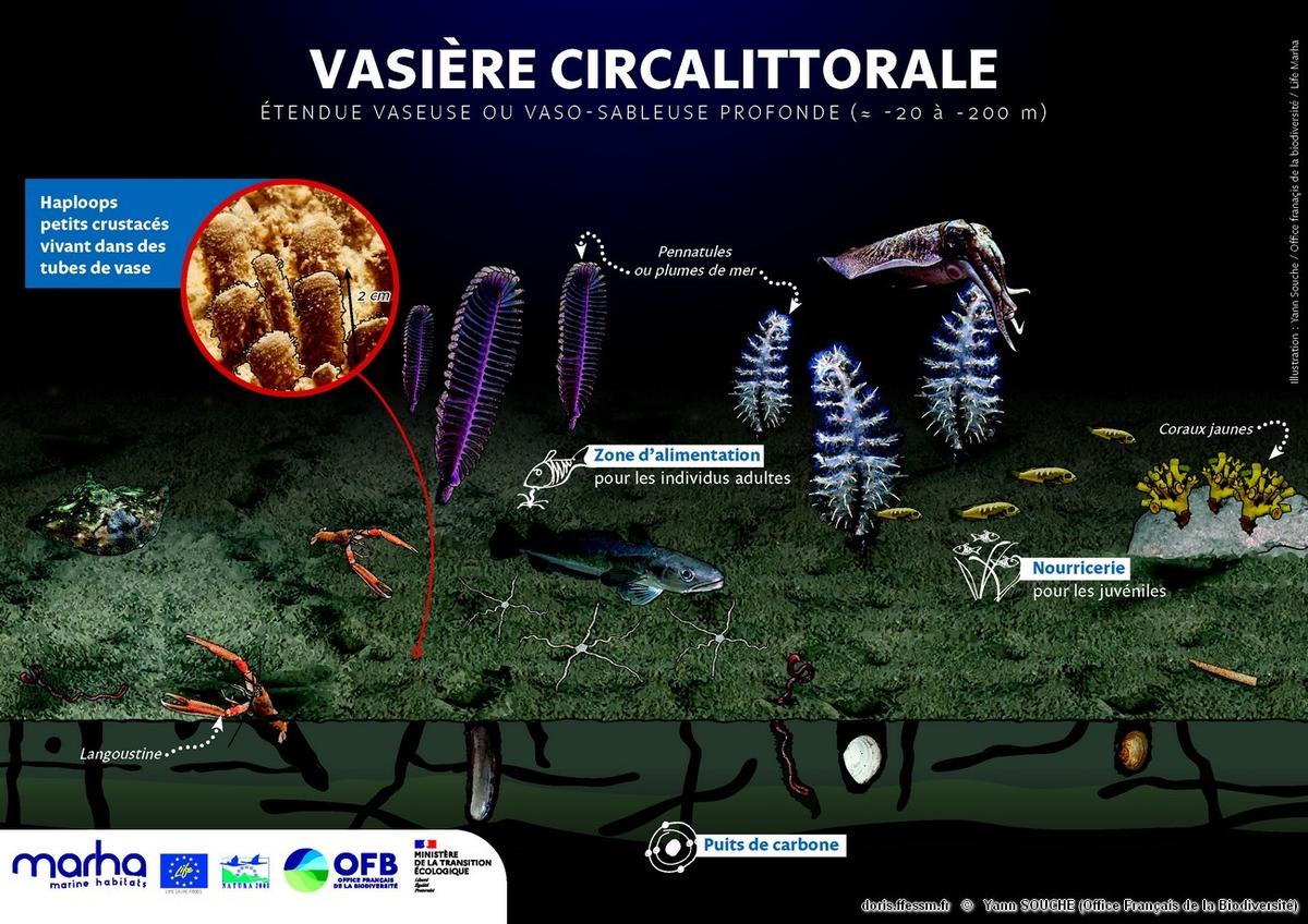 Habitats_Fonctionnalités_écosystèmes_vases_circalittorales-OFBSouche900