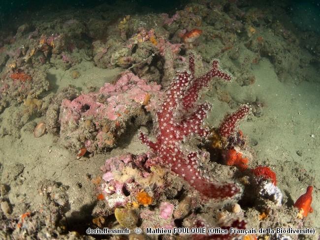 Habitats_Fonds_détritiques_du_large-OFBFoulquié010