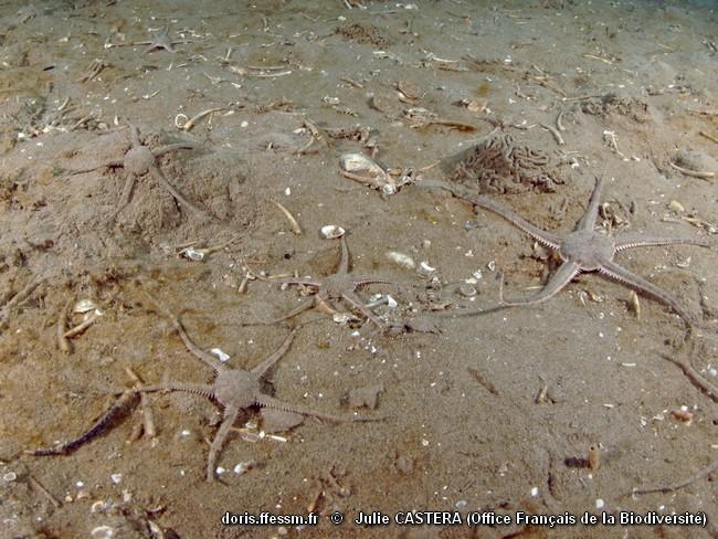 Habitats_Fonds_detritiques_envasés-OFBCasterat010