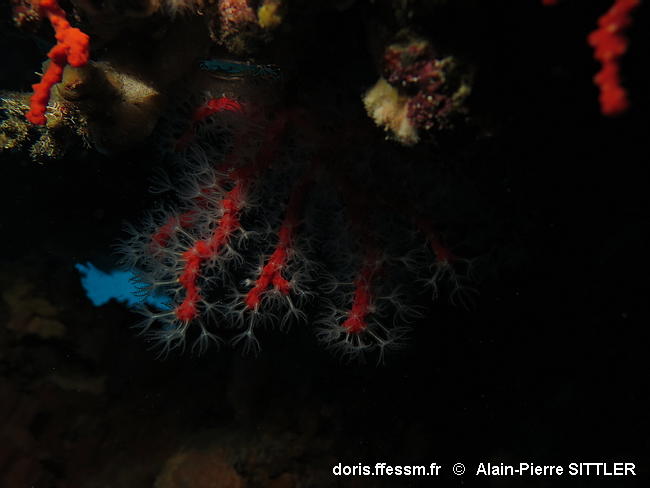 Habitats_Grottes_ semi-obscures-apsi020