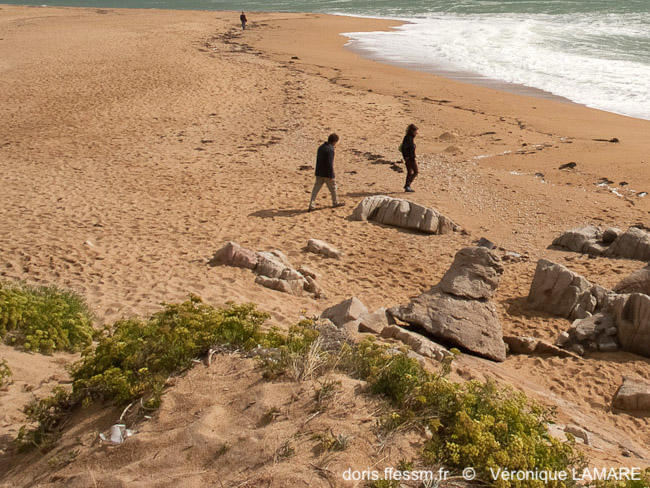 Habitats_haut-de-plage-vela3535