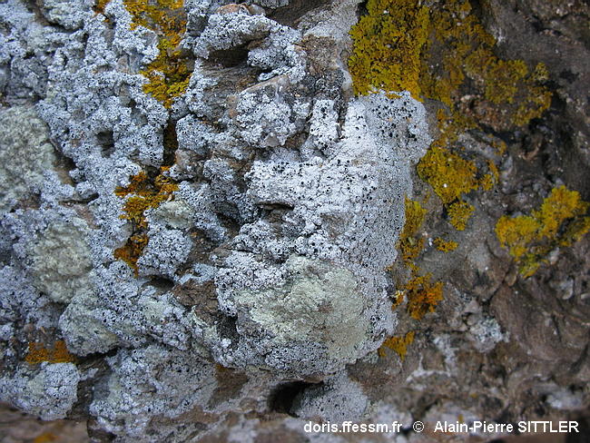 Habitats_Roches&Blocs_Supralittoraux-aps010