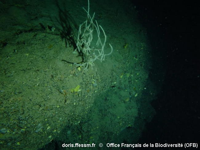 Habitats_Roches_bathyales-OFB-INPN_a remplacer dès que italiens