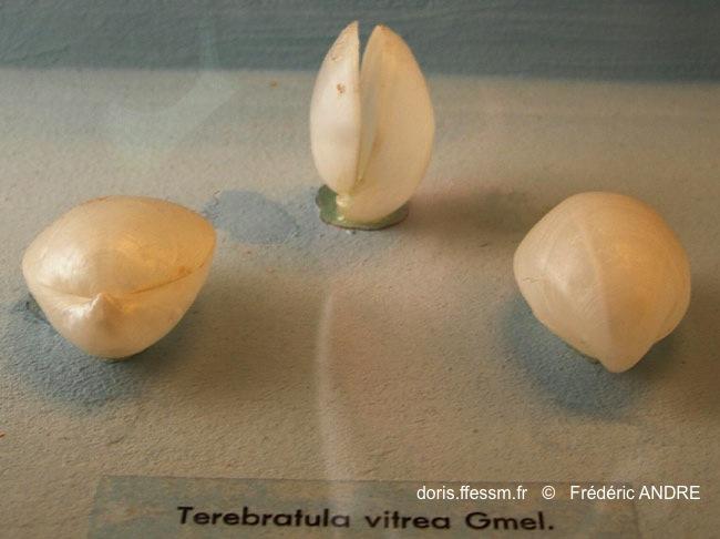 Habitats_sables detrit._bathiaux_Gryphus_vitreus-fran501