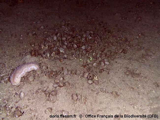 Habitats_Sables_détritiques_bathyaux_à remplacer dès que Italiens